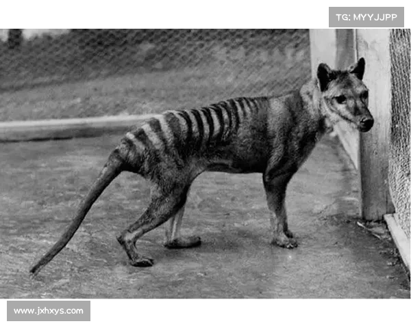 踏入神秘远古森林揭开神兽传说与人类探索之旅